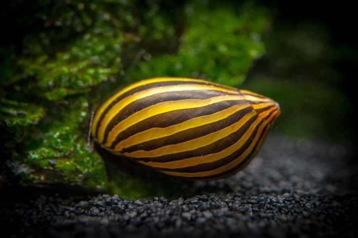 Neritina Turrita