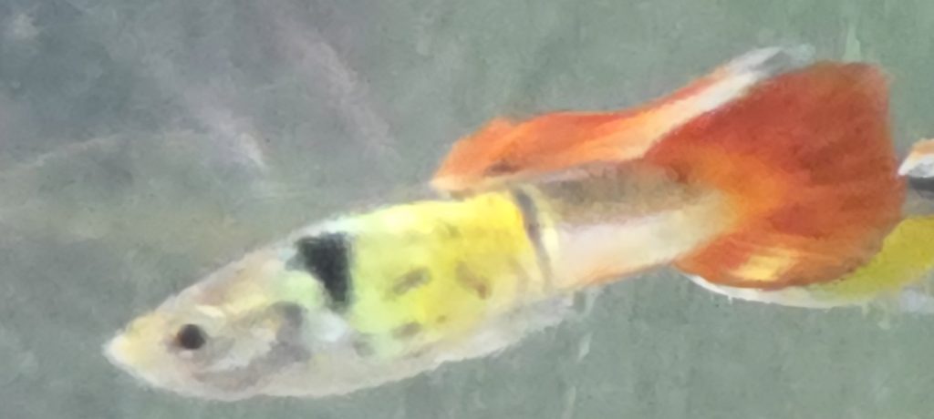 Rouge Galaxy Speartail