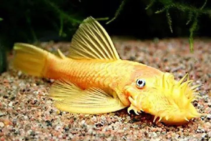 SP. L144 Lemon
