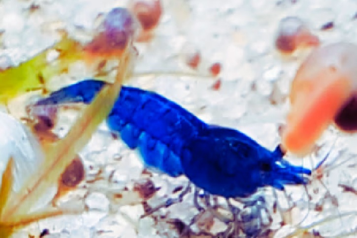 Blue Velvet