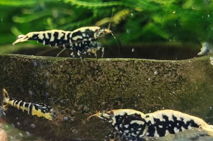 Fishbone Galaxy Black