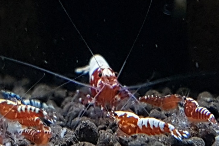 Fishbone Galaxy Red