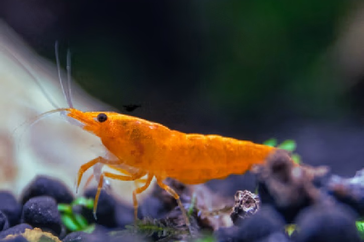 Orange Sunkist