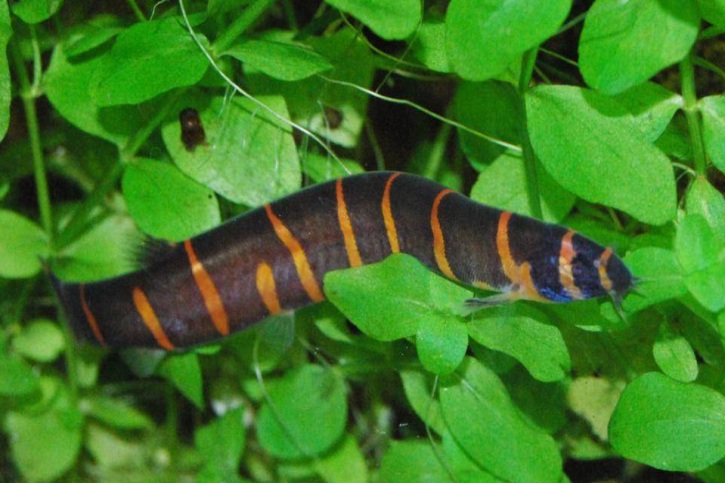 Pangio kuhlii