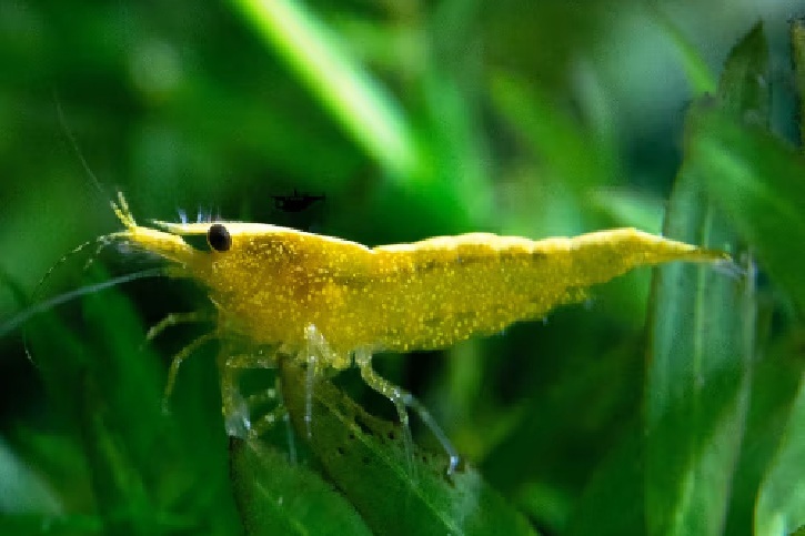 Yellow Neon
