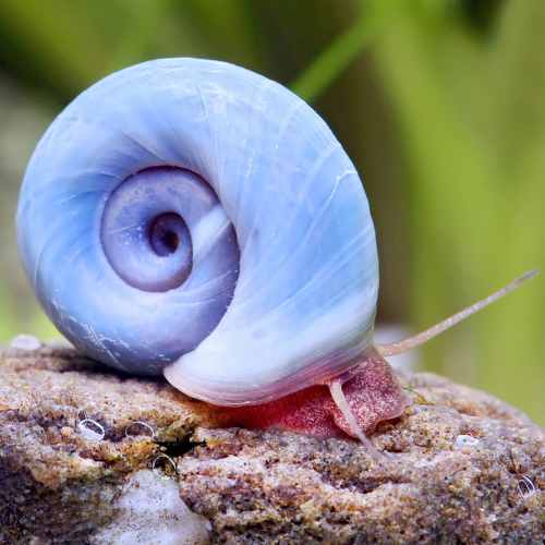 Planorbe Bleu